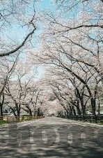 黄色日韩av在线片-黄色日韩AV在线片，网络文化的灰色地带与影响